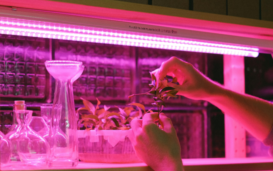 Grow Lights Are Totally