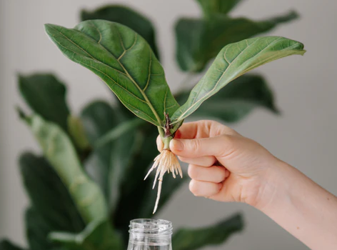 Common Mistakes in Fiddle Leaf Fig Propagation