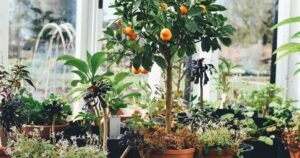Best Fruit Plants for Home Garden