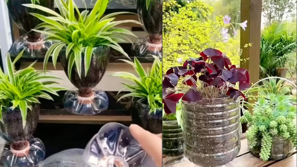 Recycled Jar - Bottle Mini-Garden