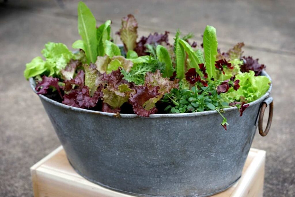 Shallow metal or plastic window boxes are perfect for salad greens