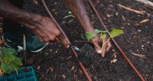 Best Soil for Vegetable Gardens