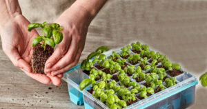 Burpee SuperSeed Seed Starting Tray