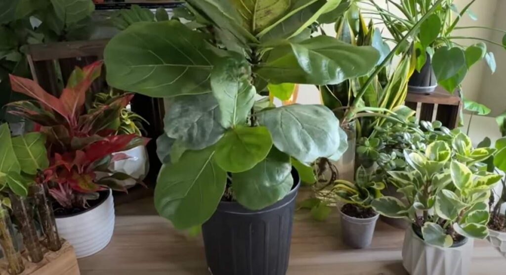 Fiddle Leaf Fig Propagation Methods: Stem Cutting vs. Leaf-Only Cutting