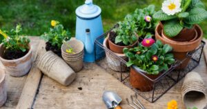 How to Grow Organic Vegetables at Home – Tools You Need