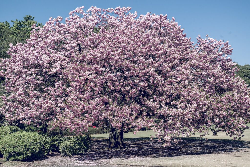 Cherry Blossom Rocksta