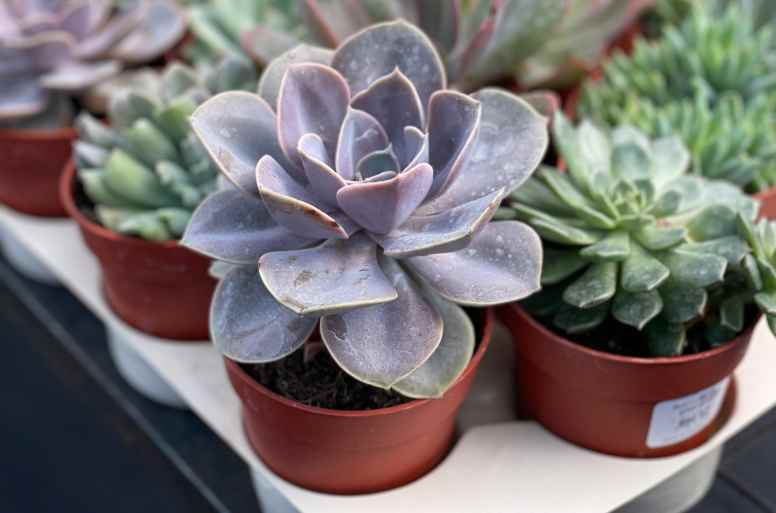 succulent leaf propagation with pink roots and baby rosettes on soil