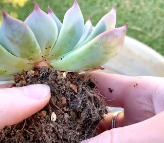Succulent root rot inspection before repotting