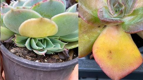 Succulent leaves turning yellow and translucent from overwatering
