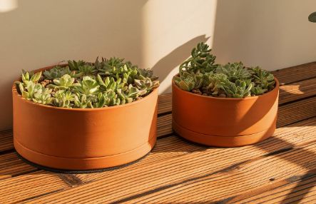 Terracotta pots with drainage holes ideal for succulents